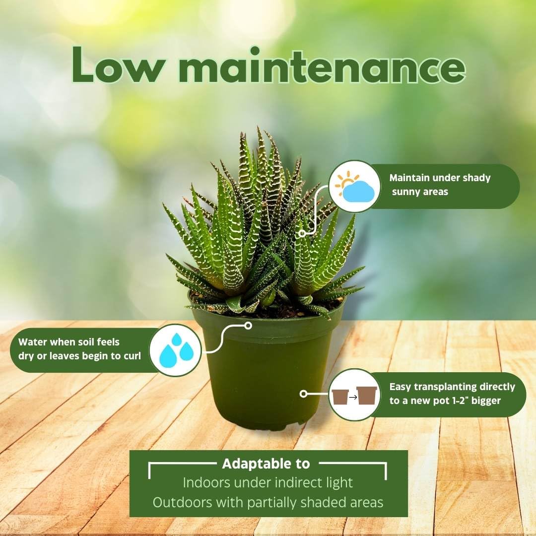 Zebra Haworthia, Haworthiopsis attenuata, Haworthia attenuata, Haworthiopsis coarctata (Haw.), haworthia reinwardtii, Zebra Wart