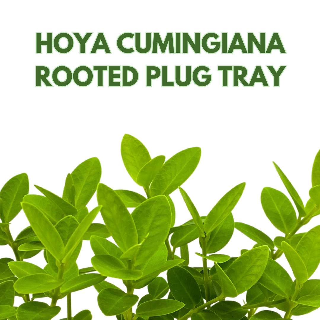 Harmony Foliage Hoya Cumingiana Liner Plugs 6-Pack Rooted