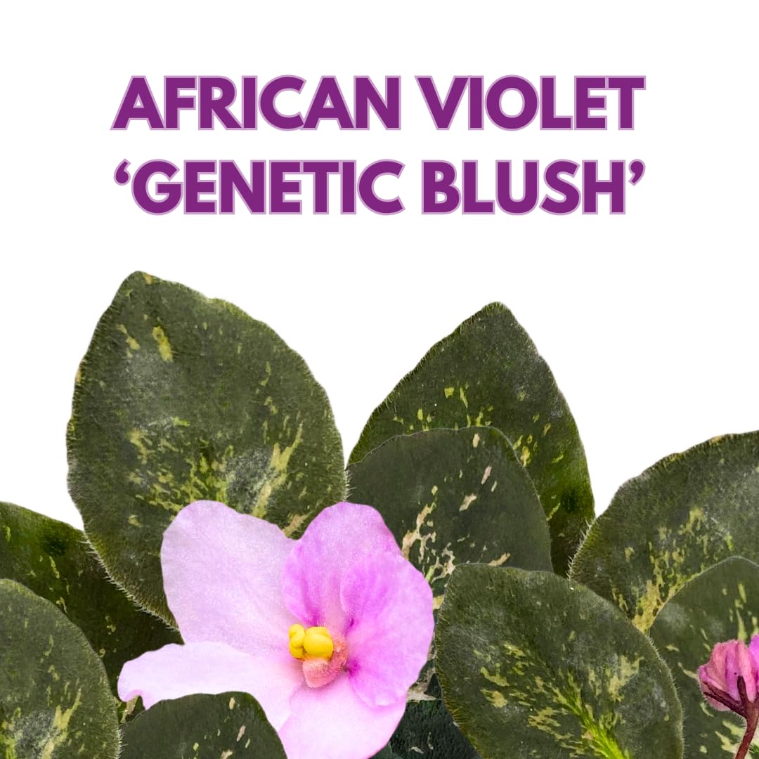 Harmony Foliage African Violet Genetic Blush, Mosaic Variegated 4 inch Pink Flower