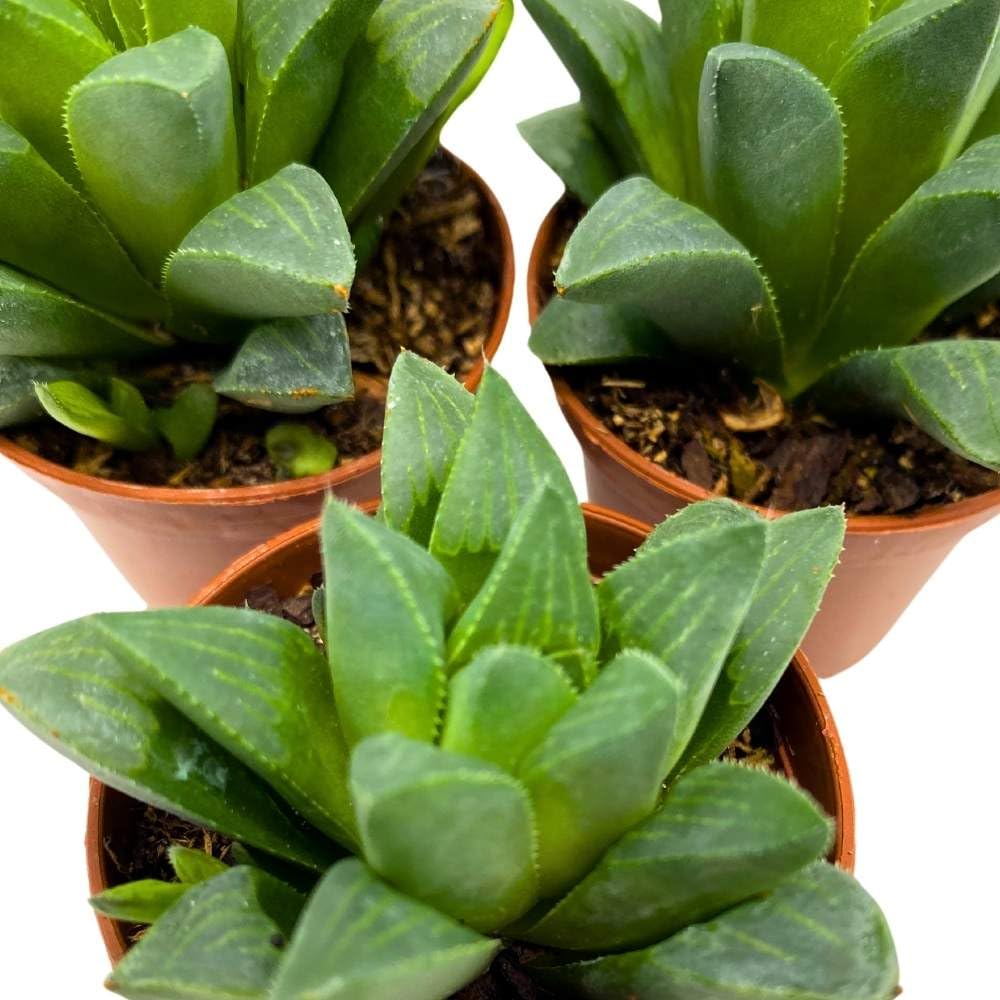 Haworthia African Emeralds, 2 inch Set of 3, Haworthia Retusa Tiny Mini Pixie Plants