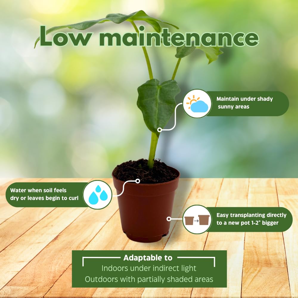 BubbleBlooms Alocasia Portei in a 2 inch Pot Tiny Minie Pixie Plant