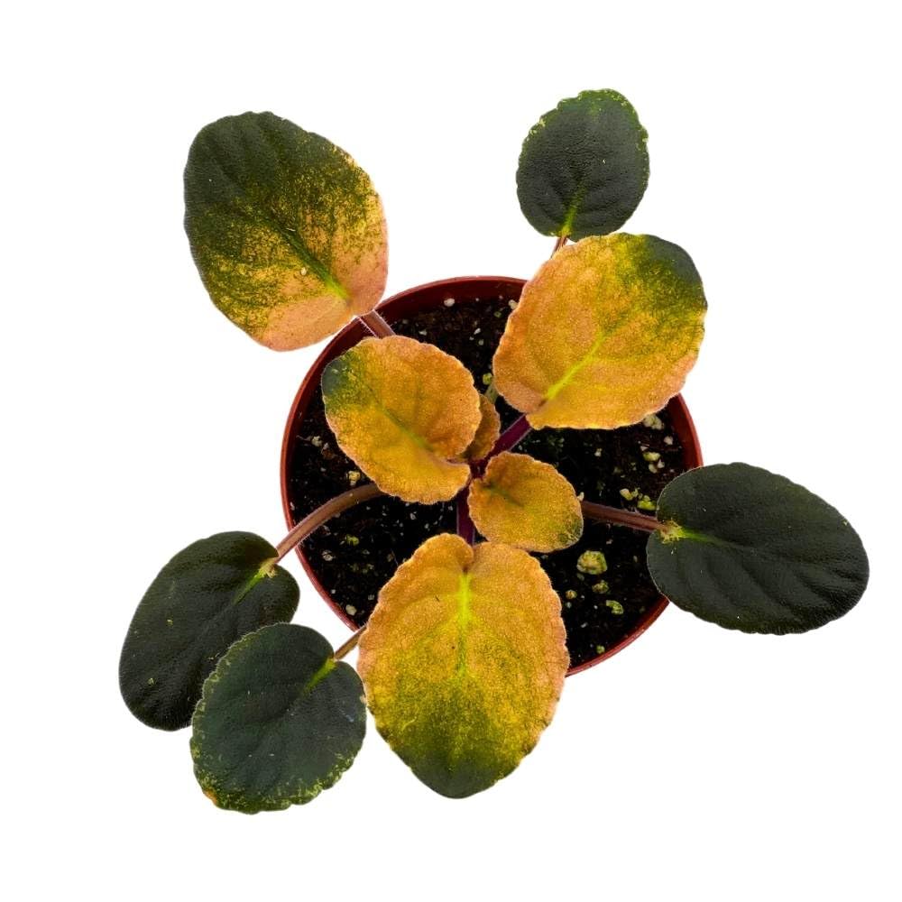 Variegated African Violet Cabbage Patch, 4 inch, Saintpaulia Gesneriads