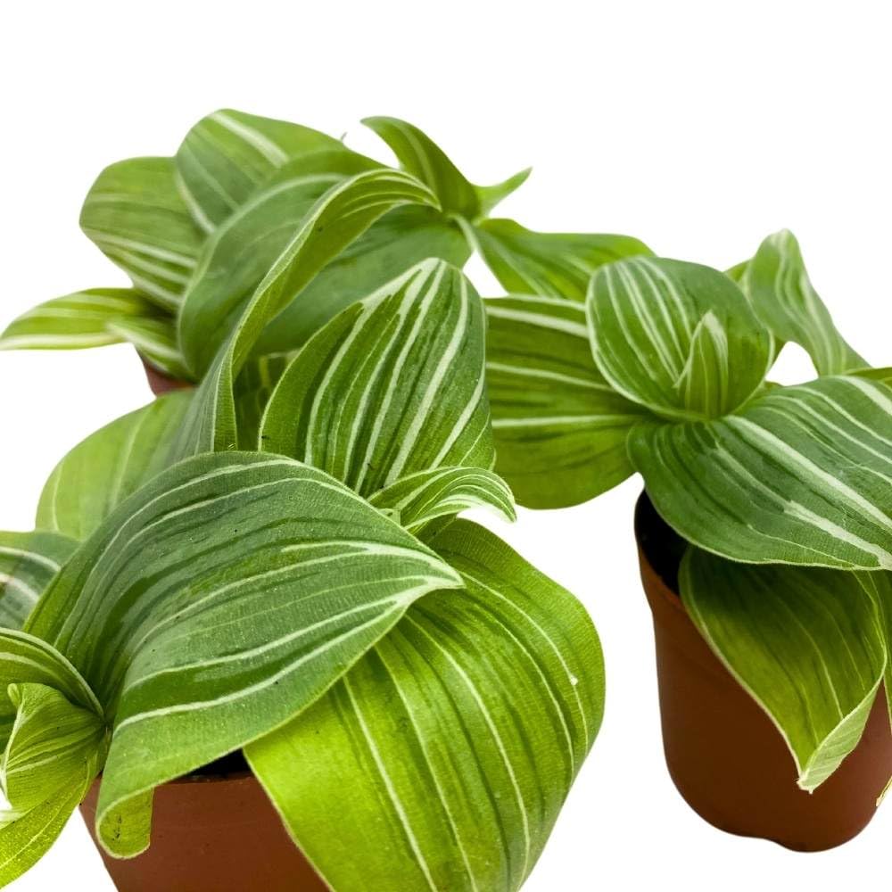 Green and White Wandering Dude 2 inch Set of 3 Tradescantia albiflora albo-vittata fluminensis Tiny Mini Pixie Plants