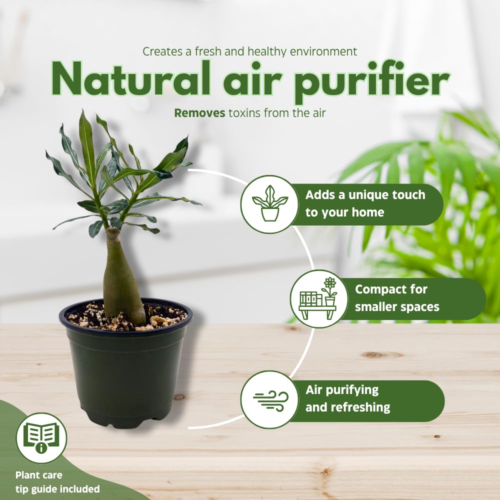 BubbleBlooms Desert Rose Emma in a 4 inch Pot Extremely Rare Flower