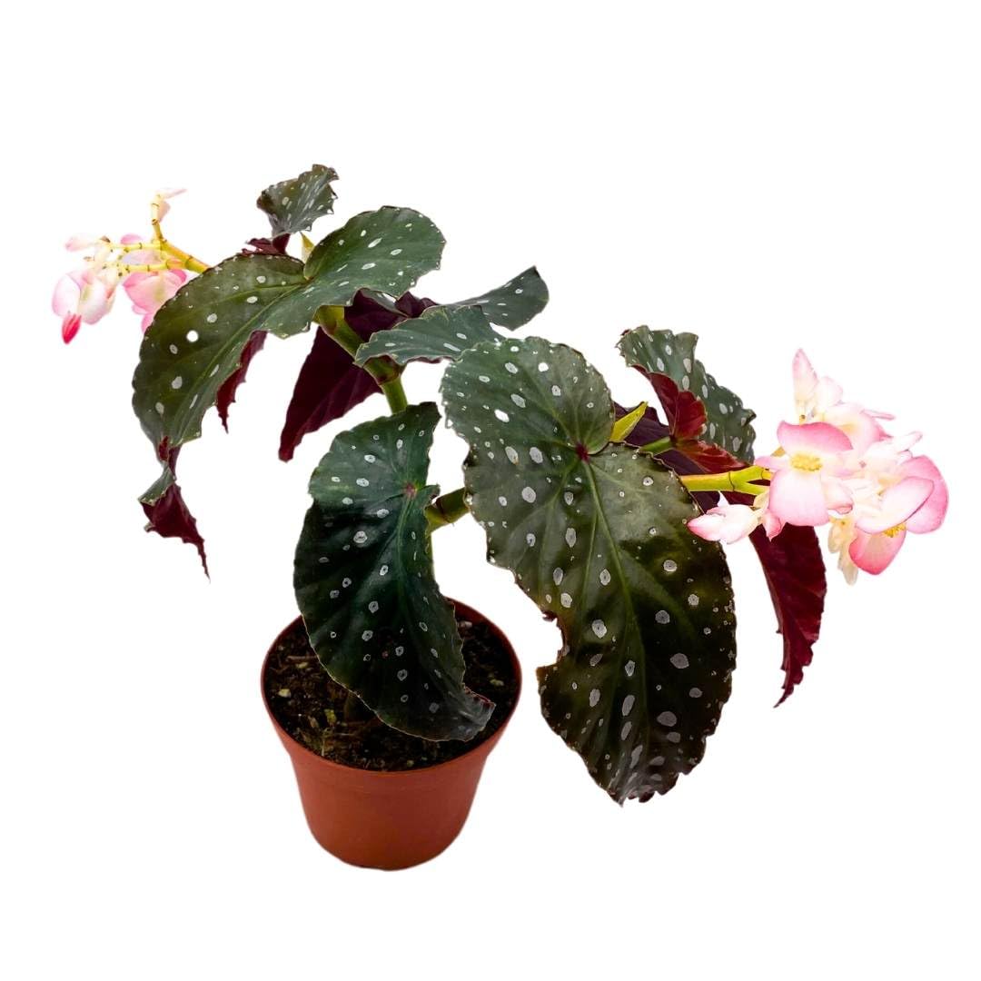 Harmony Foliage Angel Wing Cane Begonia Harmony's Muse 4 inch