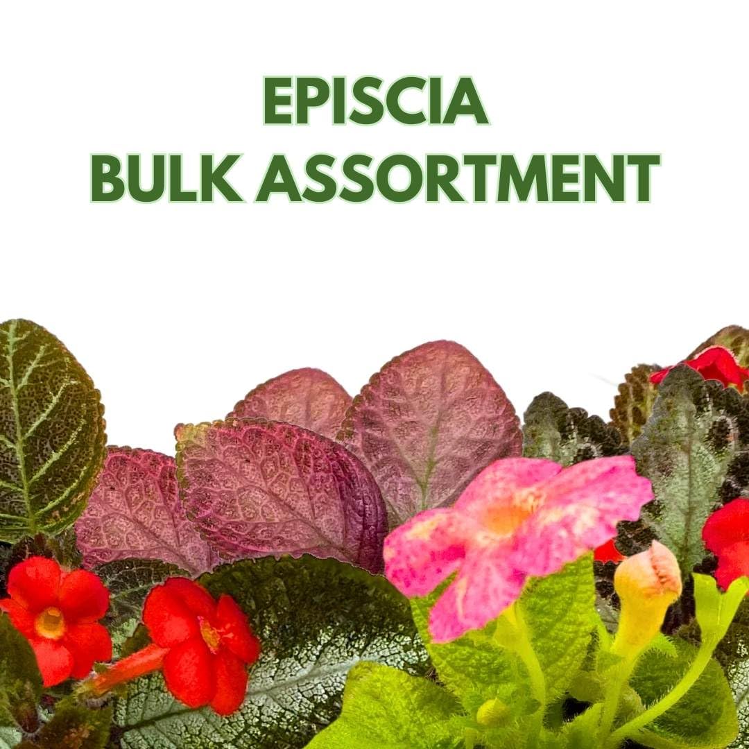 BubbleBlooms Harmony's Episcia Box Half Case 45-Pack 2-inch Flame Violets Bulk Wholesale Variety