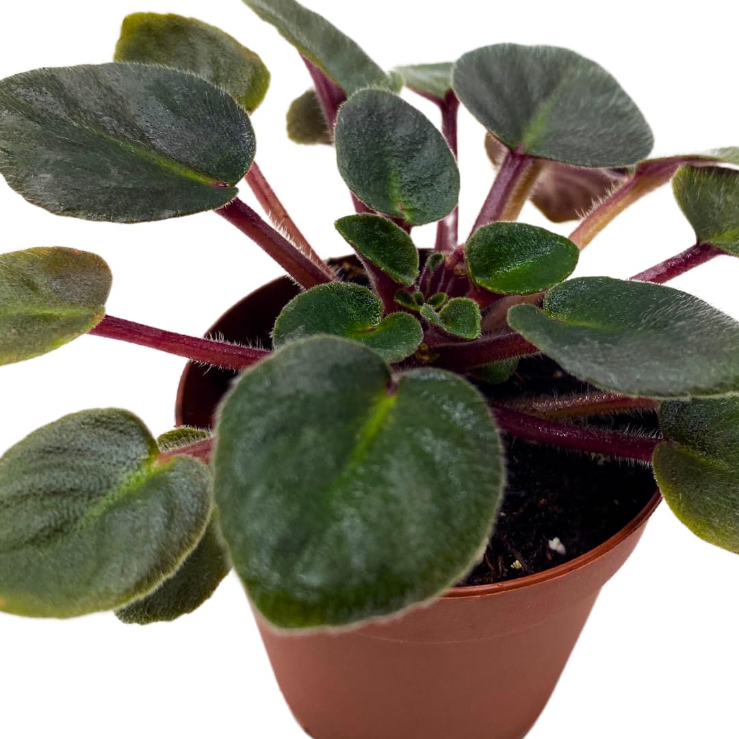 Harmony Foliage Mini African Violet Jolly Joy 2 inch Reddish Pink Flower