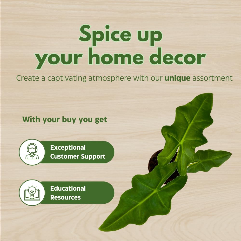 BubbleBlooms Alocasia Portei in a 2 inch Pot Tiny Minie Pixie Plant