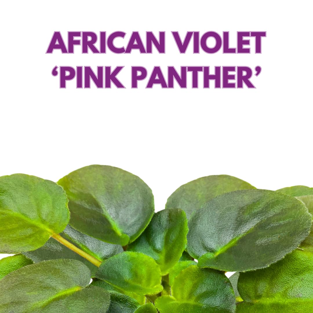 Harmony Foliage African Violet Pink Panther 4 inch Pink Flower