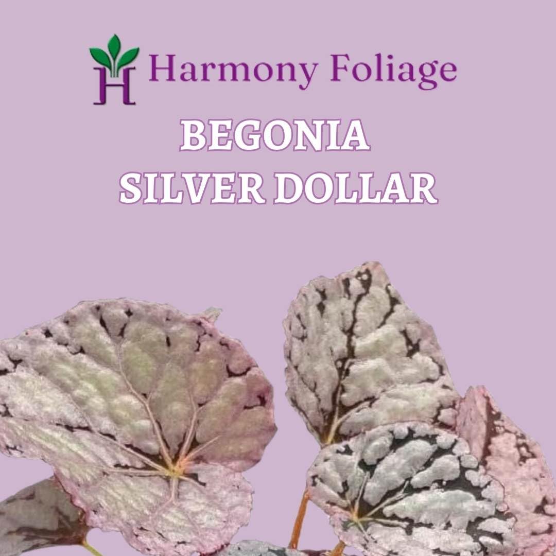 BubbleBlooms 'Harmony's Silver Dollar' Begonia Rex, 4 inch Painted-Leaf Begonia, Unique Homegrown Exclusive, Variegated