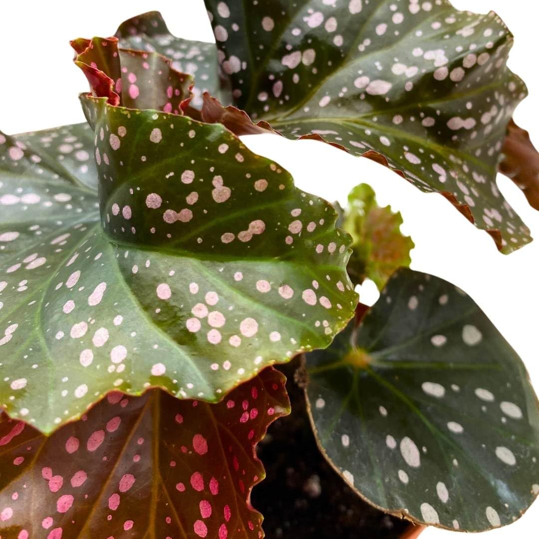 Harmony Foliage Begonia Cracklin' Rosie Angel Wing Cane 4 inch