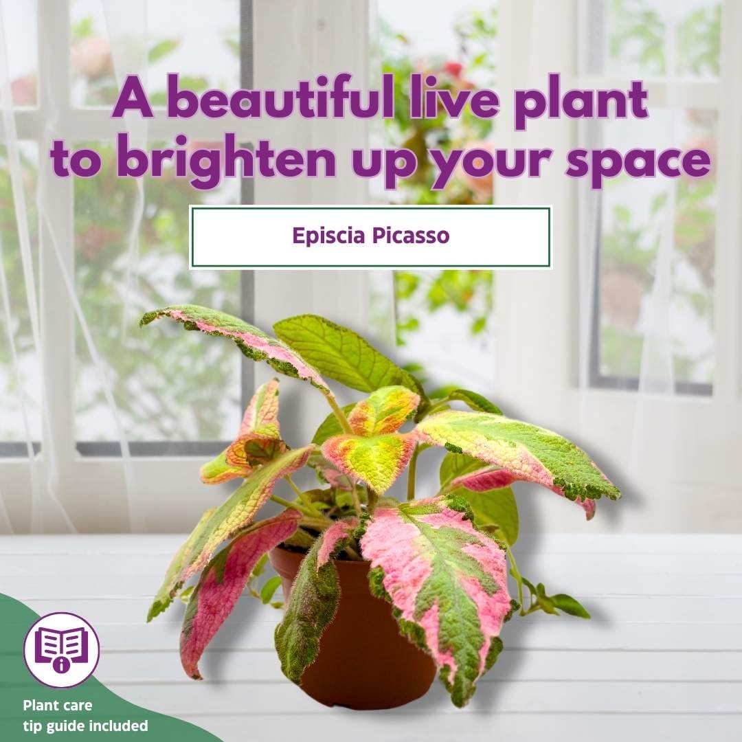 Harmony Foliage Episcia Picasso Rare Variegated Flame Violet Flowering Gesneriad