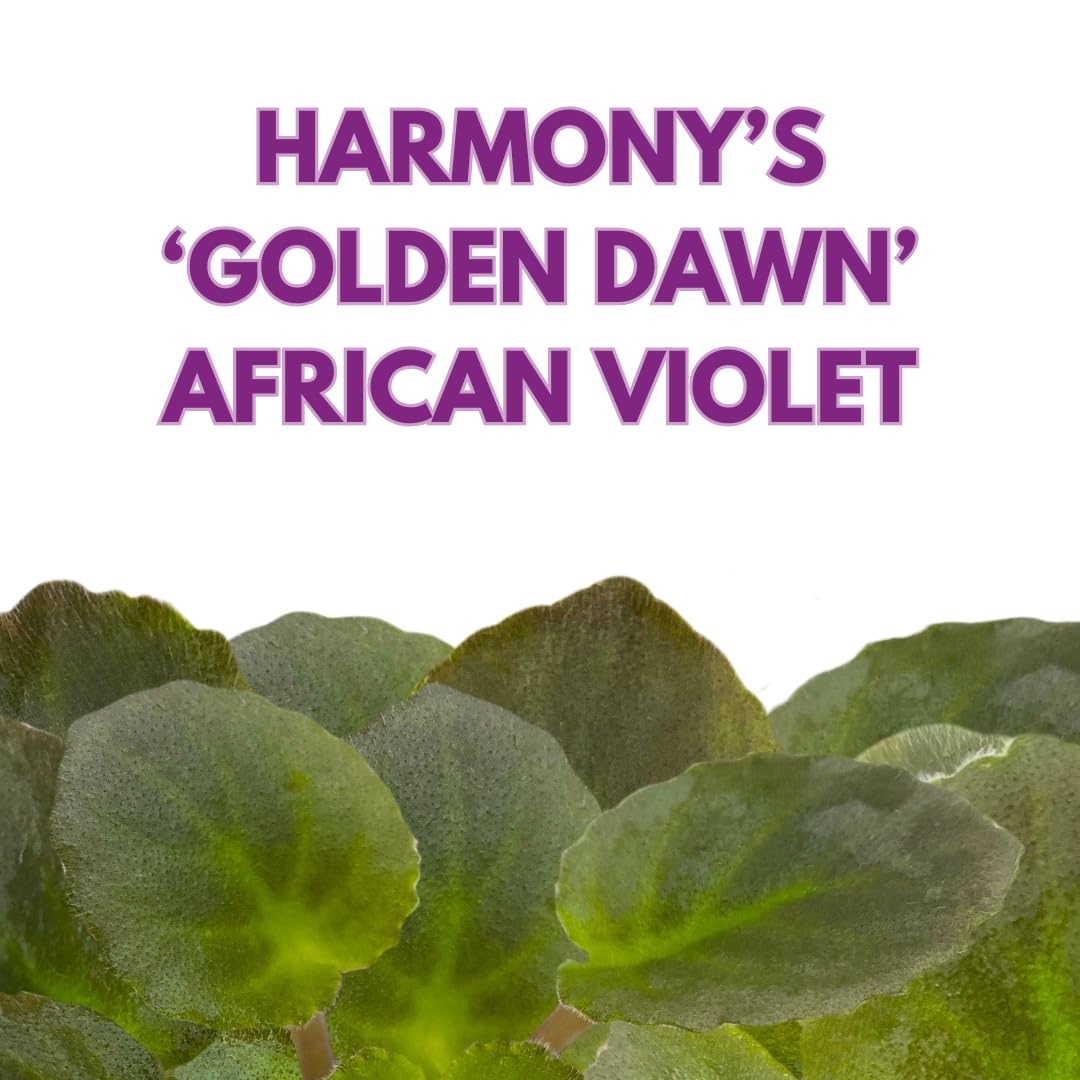 Harmony Foliage Mini African Violet Harmony's Golden Dawn, 2 inch Purple Flower