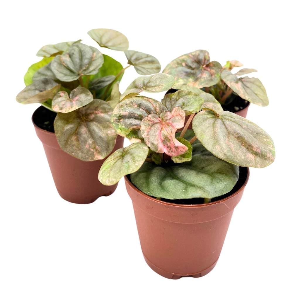 Peperomia Pink Lady, 2 inch Set of 3, Marble Variegated Rare Ripple Pep Caperata