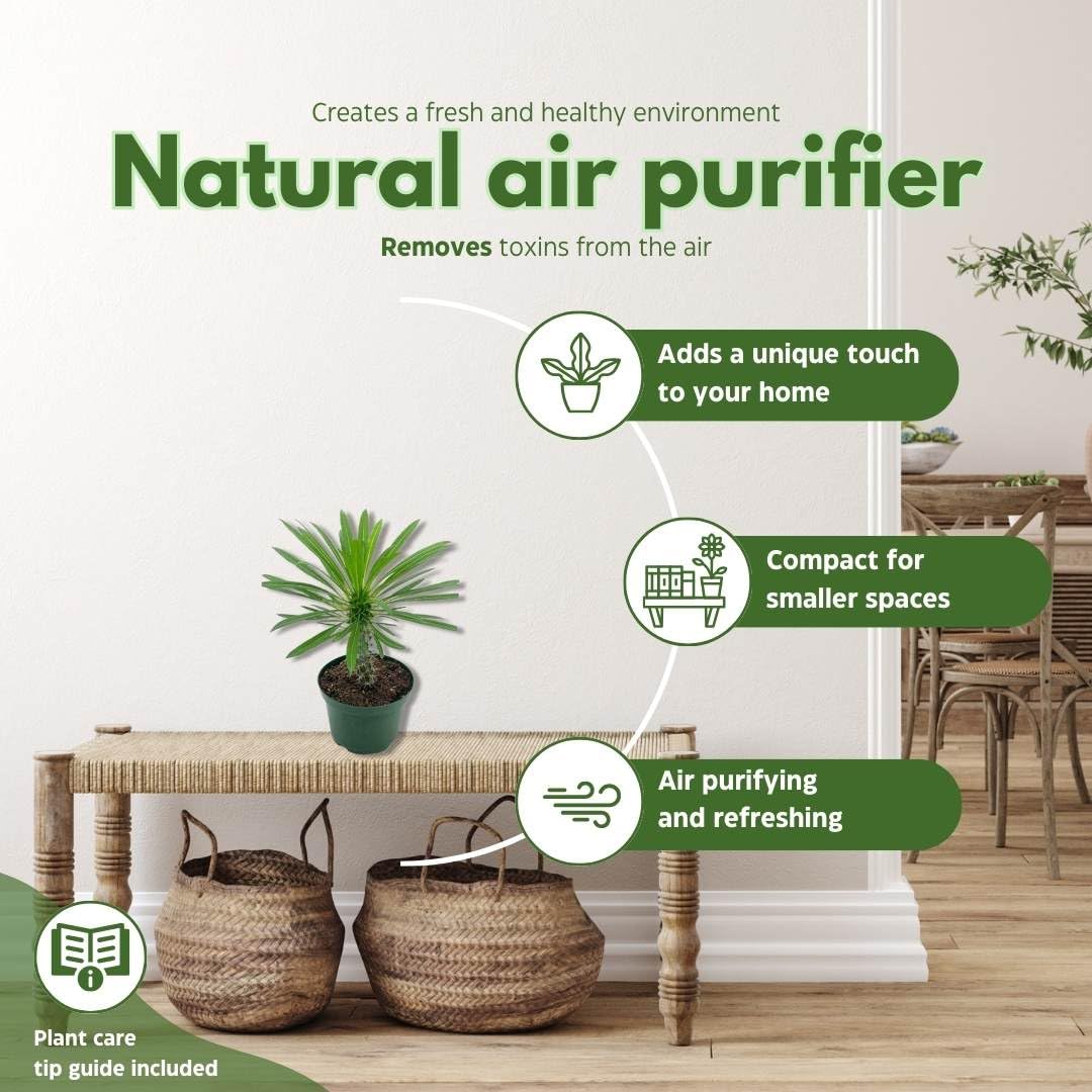 BubbleBlooms Madagascar Palm Pachypodium Geayi, 6 inch