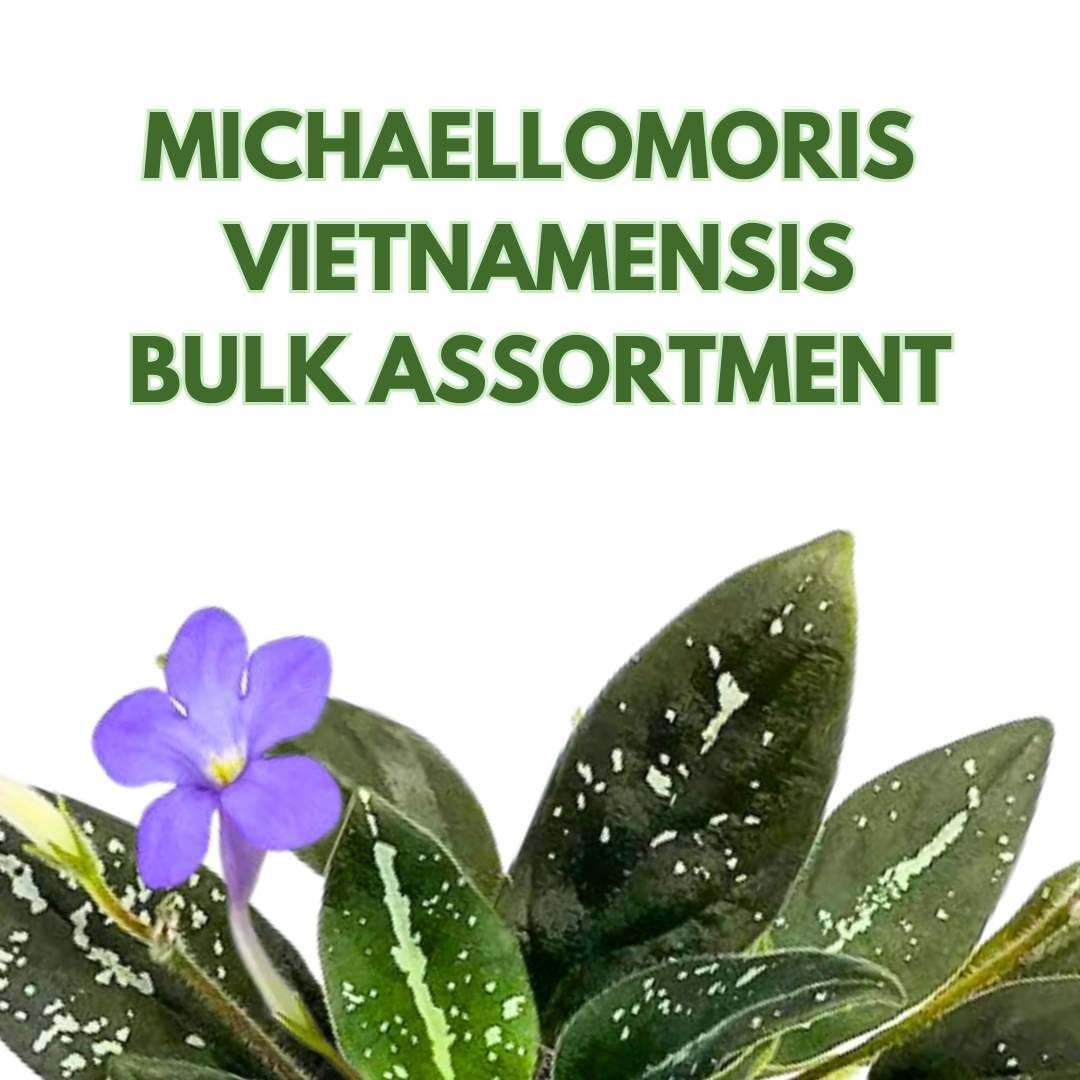 BubbleBlooms Michaelmoelleria Vietnamensis Rare Gesneriad Bulk Wholesale 15-Pack 4-inch Pots