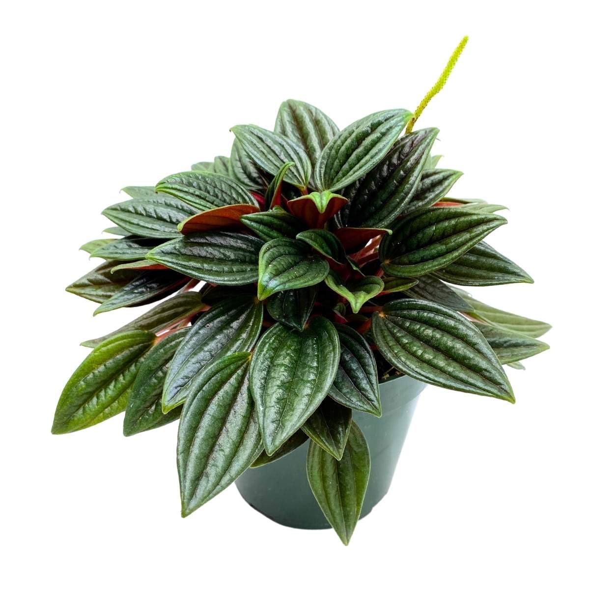 Peperomia Rosso, 4 inch, Radiator Plant Caperata