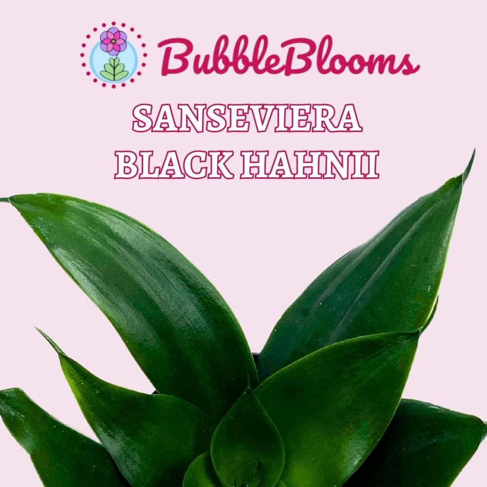 sansevieria hahnii jade BubbleBlooms Black Hahnii Jade Star Sansevieria Snake Plant in a 4 inc – Florida House Plants
