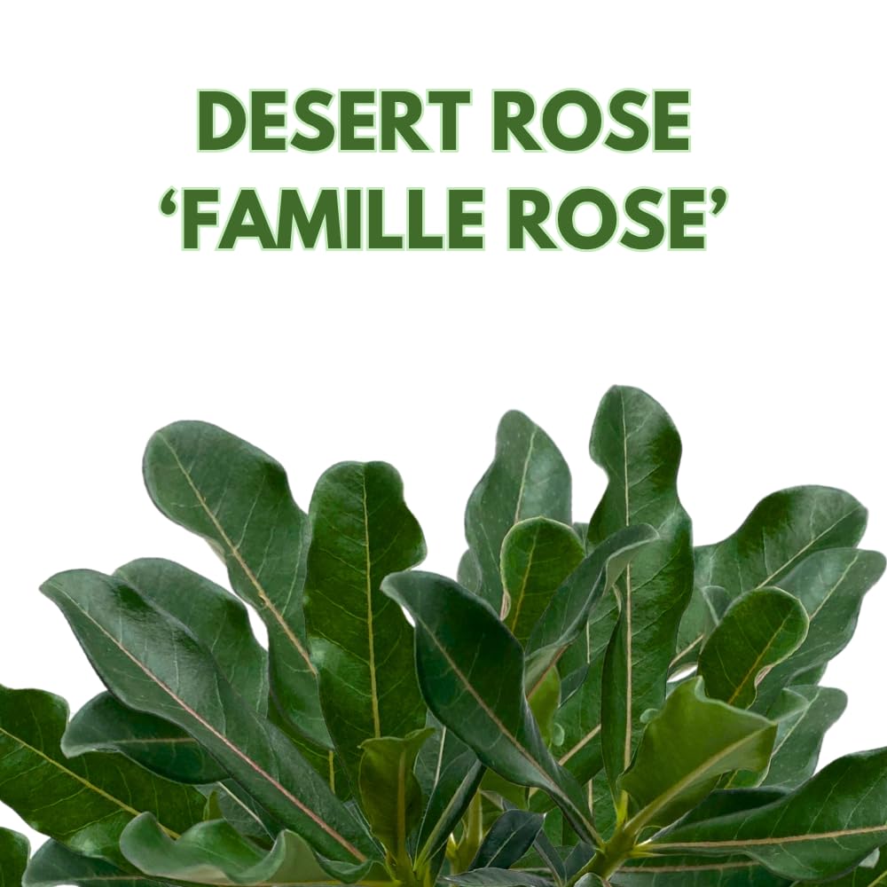BubbleBlooms Desert Rose Famille Rose in a 4 inch Pot Extremely Rare Flower
