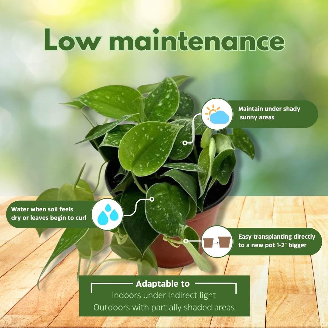 BubbleBlooms Satin Pothos, Scindapsus Pictus, Silver Vine, Silver Cloud, Silk Pothos in 6 inch Pot