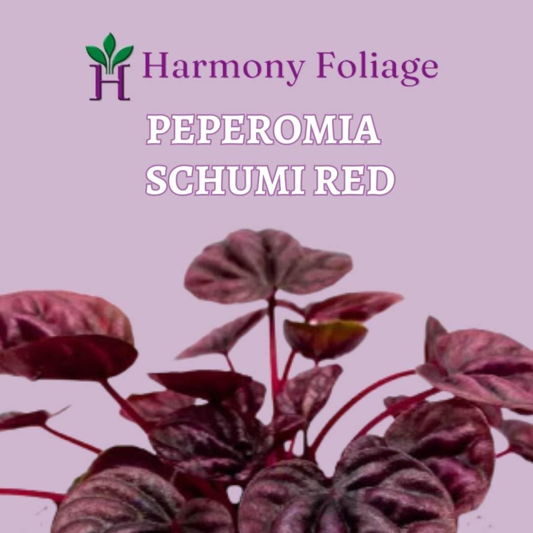 Harmony Foliage Peperomia Schumi Red 4 inch Bright Red Ripple Pep Caperata