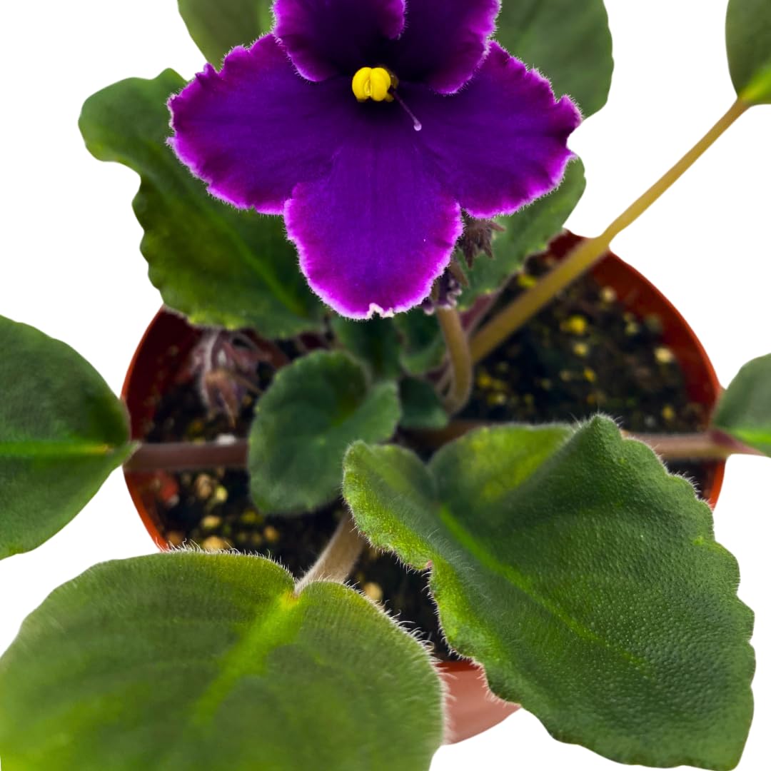 Harmony Foliage African Violet Sugar Plum Dream Variegated 4 inch White Purple Flower