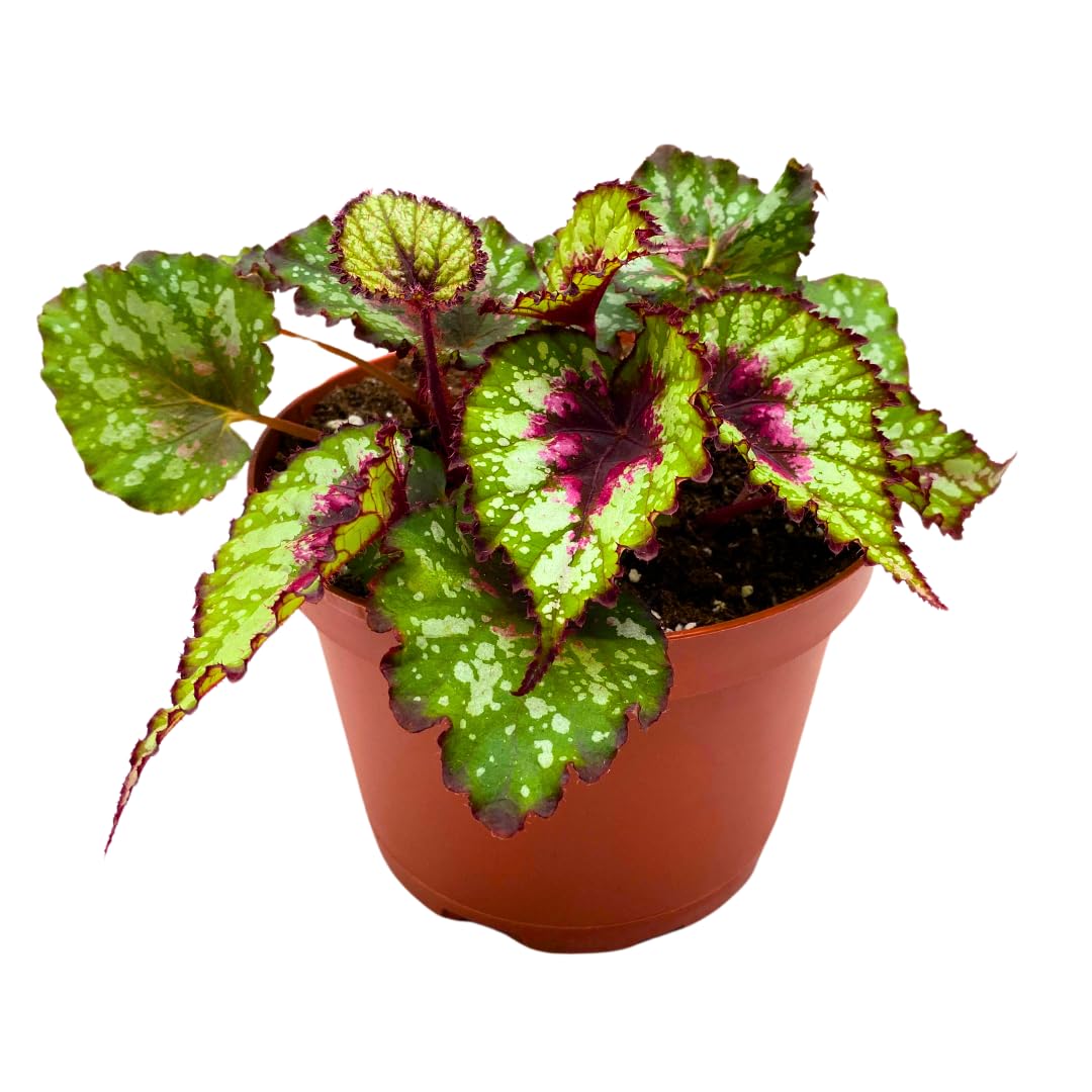 Harmony Foliage Harmony's Heart and Soul Begonia Rex 6 inch Red Green White