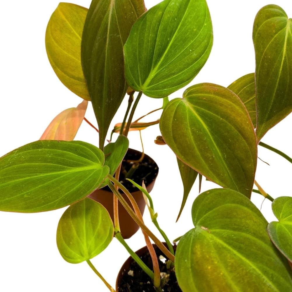 heartleaf philodendron micans BubbleBlooms Philodendron Micans Heart Leaf Philo hederaceum, 2 inch S – Florida House Plants