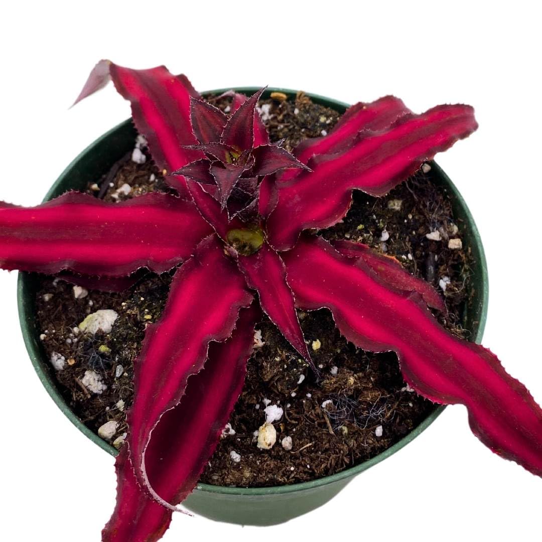 BubbleBlooms Dark Red Crpyanthus Earth Star in a 4 inch Pot