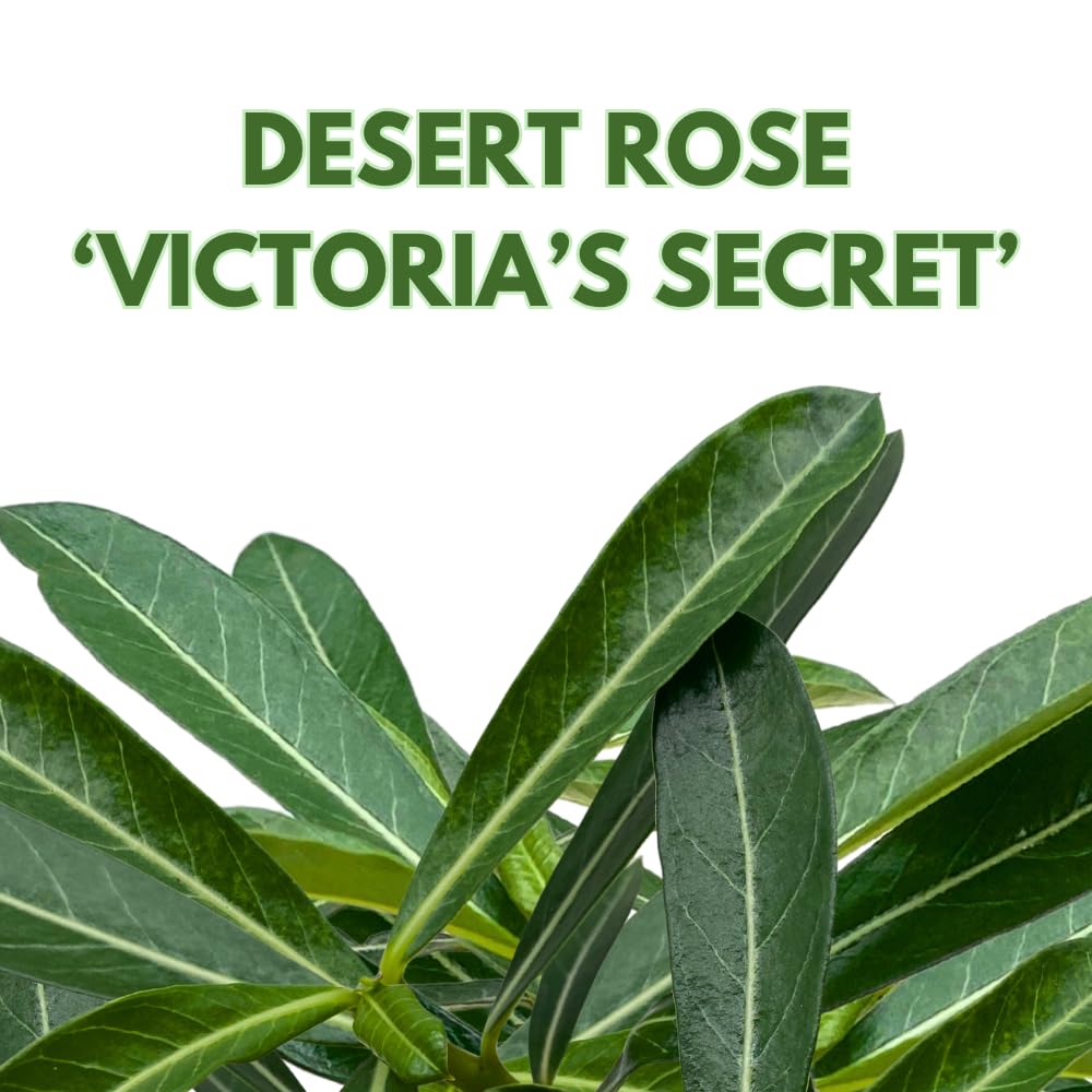 BubbleBlooms Desert Rose Secret of Victoria in a 4 inch Pot Extremely Rare Flower
