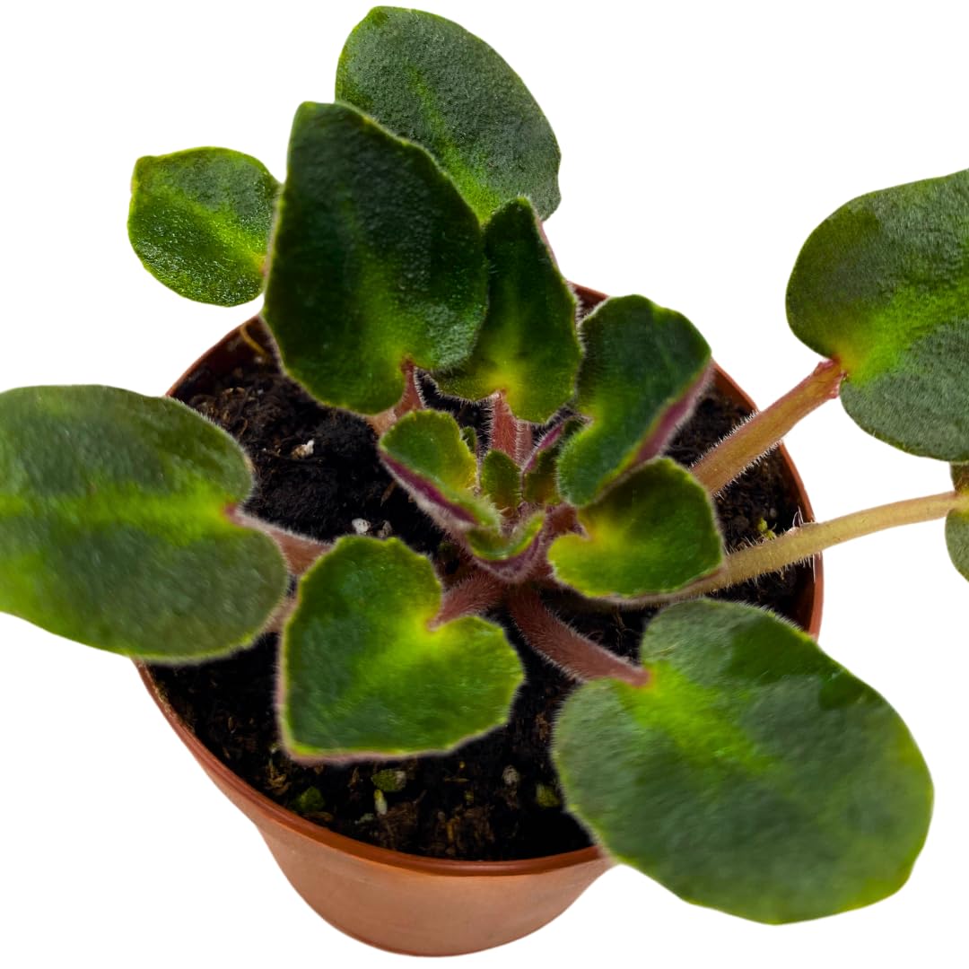 Harmony Foliage Mini African Violet Rob's Dust Storm, 2 inch Pink Flower