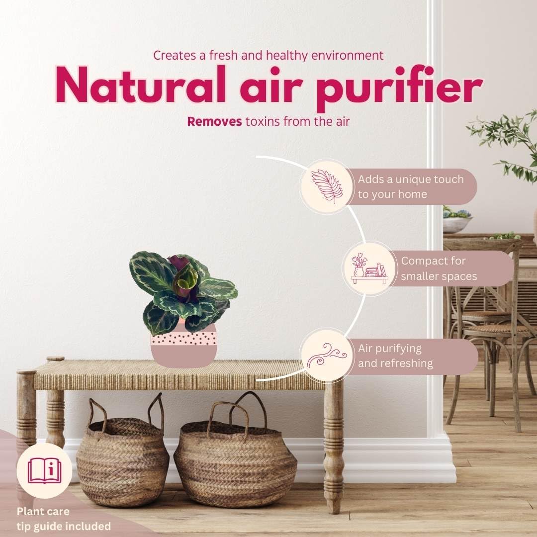 calathea plant air purifier BubbleBlooms Calathea Medallion, Roseopicta in a 4 inch Pot Regal Rose – Florida House Plants
