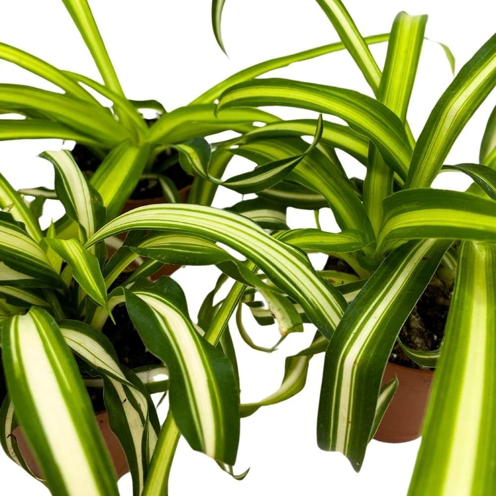 Spider Plant Chlorophytum comosum, 2 inch Set of 3, Tiny Mini Pixie Plant