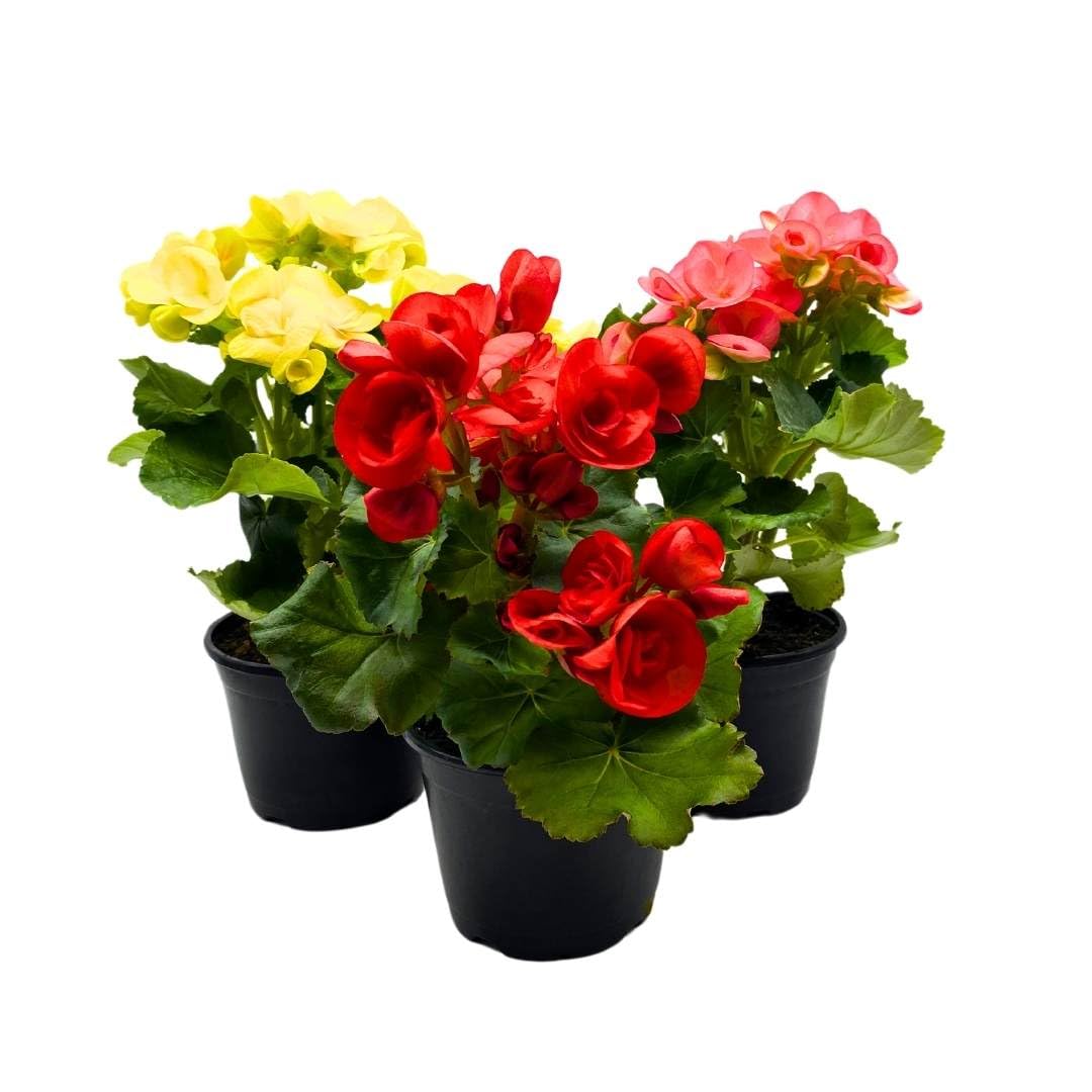 BubbleBlooms Flowering Rieger Begonia Set of 3 in 4 inch pots Hiemalis Elatior Hardy Begonia grandis tuberosa Mother's Day Plants