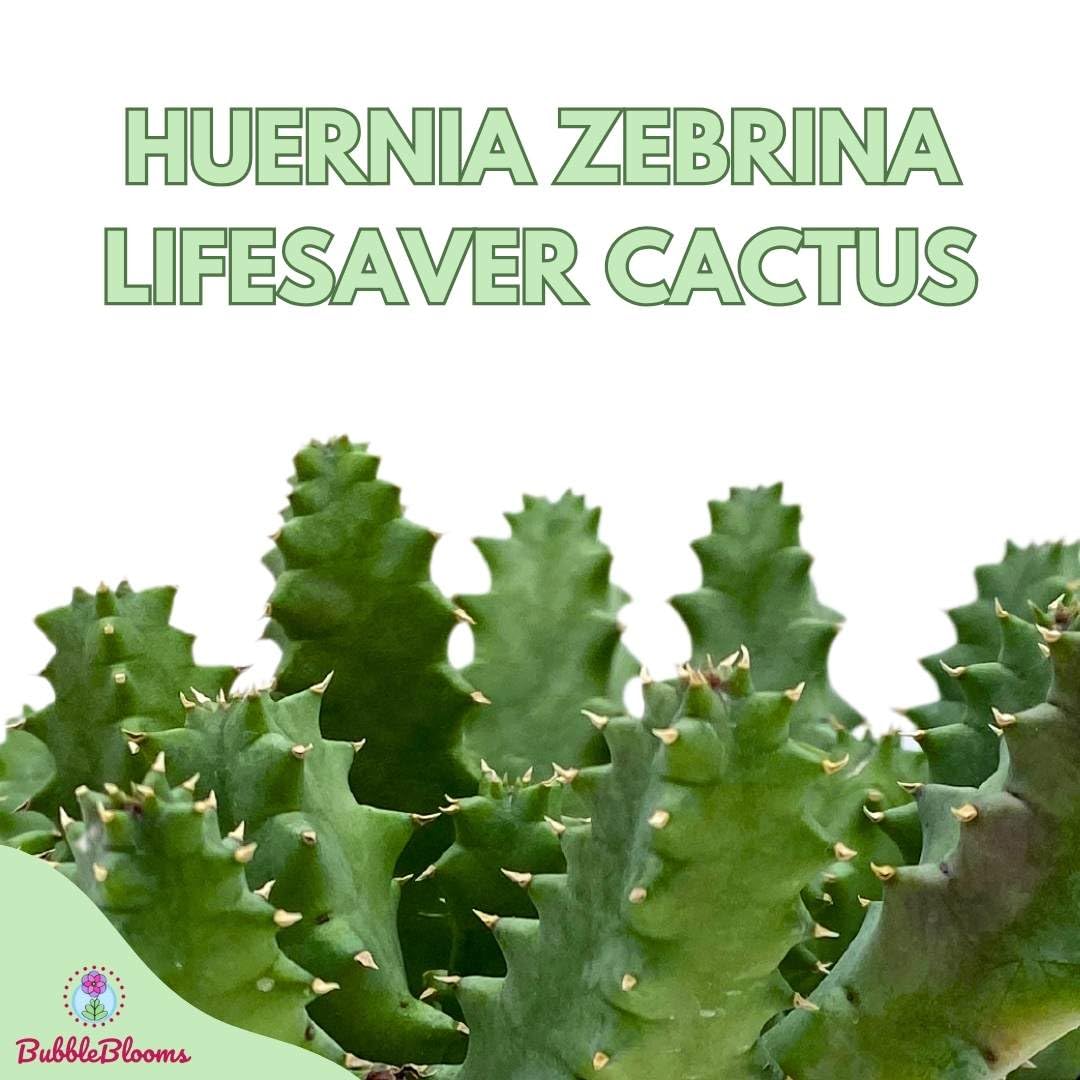 BubbleBlooms Huernia Zebrina Cactus - Thumbnail 4