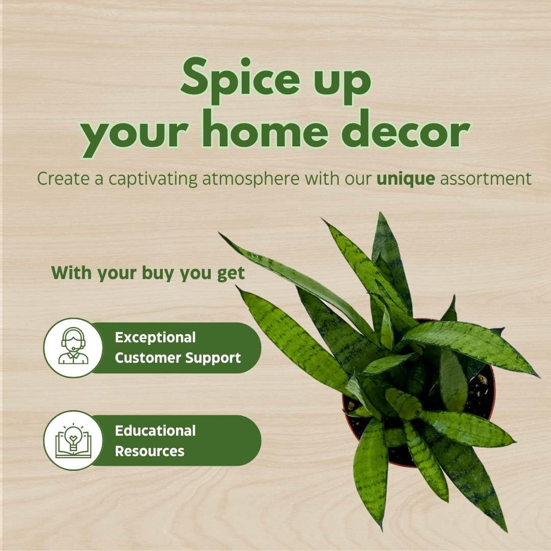 BubbleBlooms Sansevieria Silver Princess 4 inch Rare Sansevieria trifasciata Hybrid Snake Plant