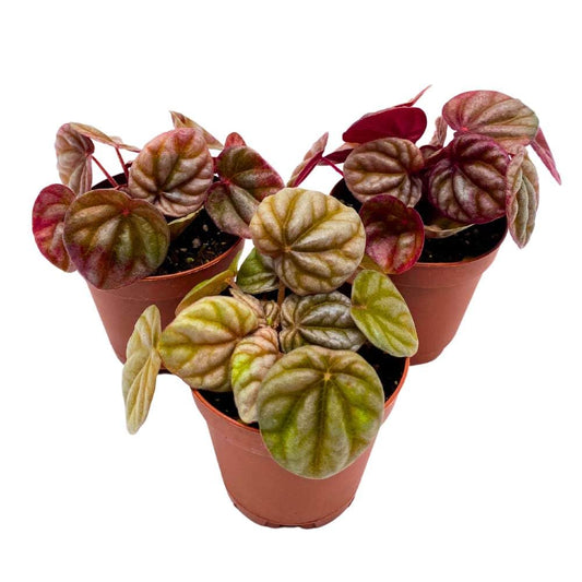 Peperomia Luna Red 2 inch Set of 3 Red Emerald Ripple Pep Caperata