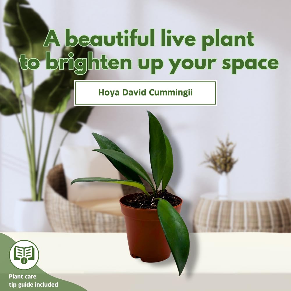 BubbleBlooms Hoya David Cummingii in a 2 inch Pot Tiny Mini Pixie Plant