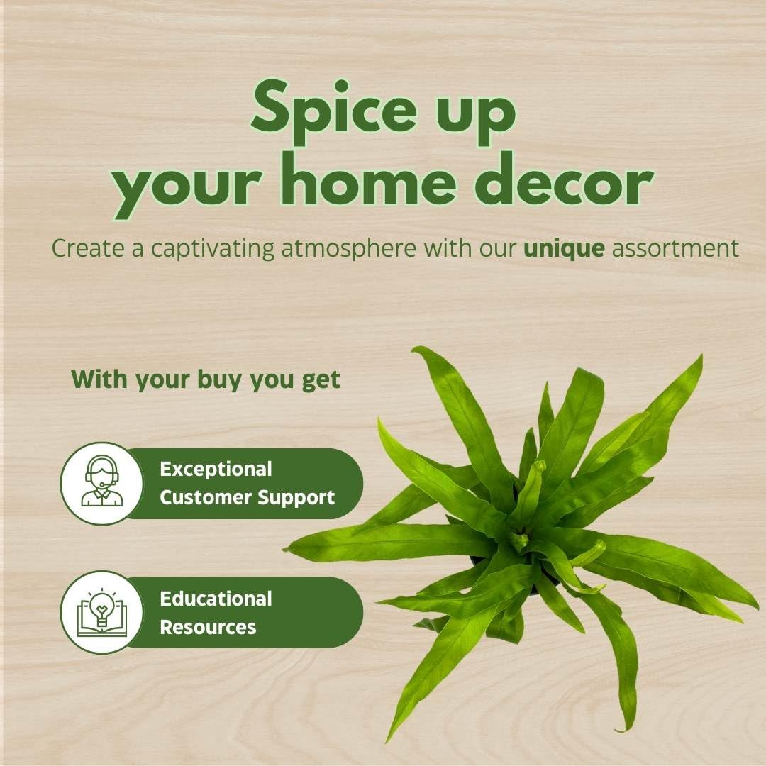 BubbleBlooms Bird Nest Fern, Nidus, 4 inch Asplenium Nidus, Bird's Nest