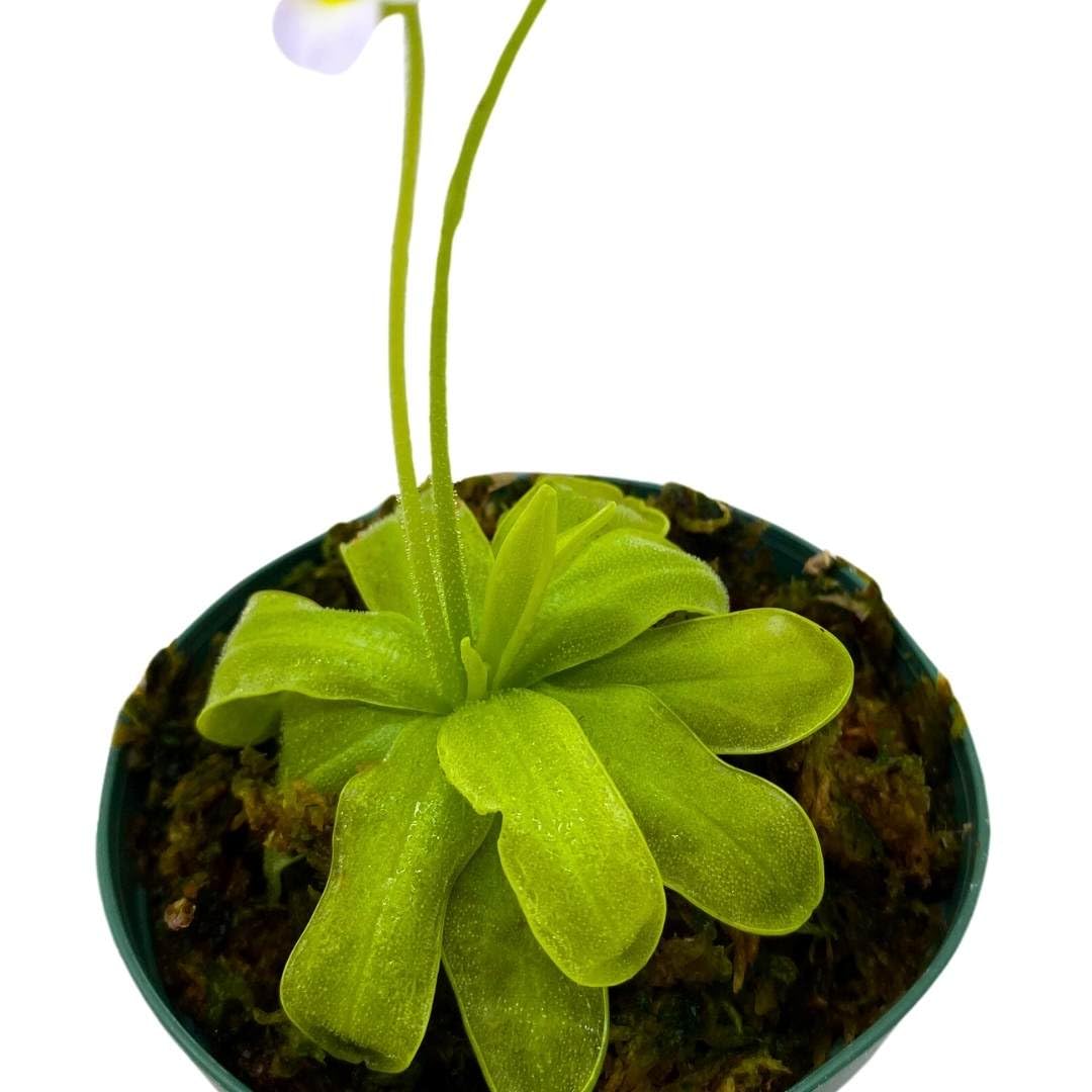 BubbleBlooms Butteworts Carnivorous Plant in a 3 inch Pot with Dome