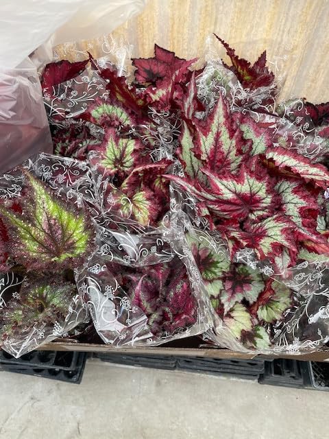 Harmony Foliage Begonia Rhizomatous Hybrids in 6 inch pots 6-Pack Bulk Wholesale Hybridized Unique Rhizo Plants