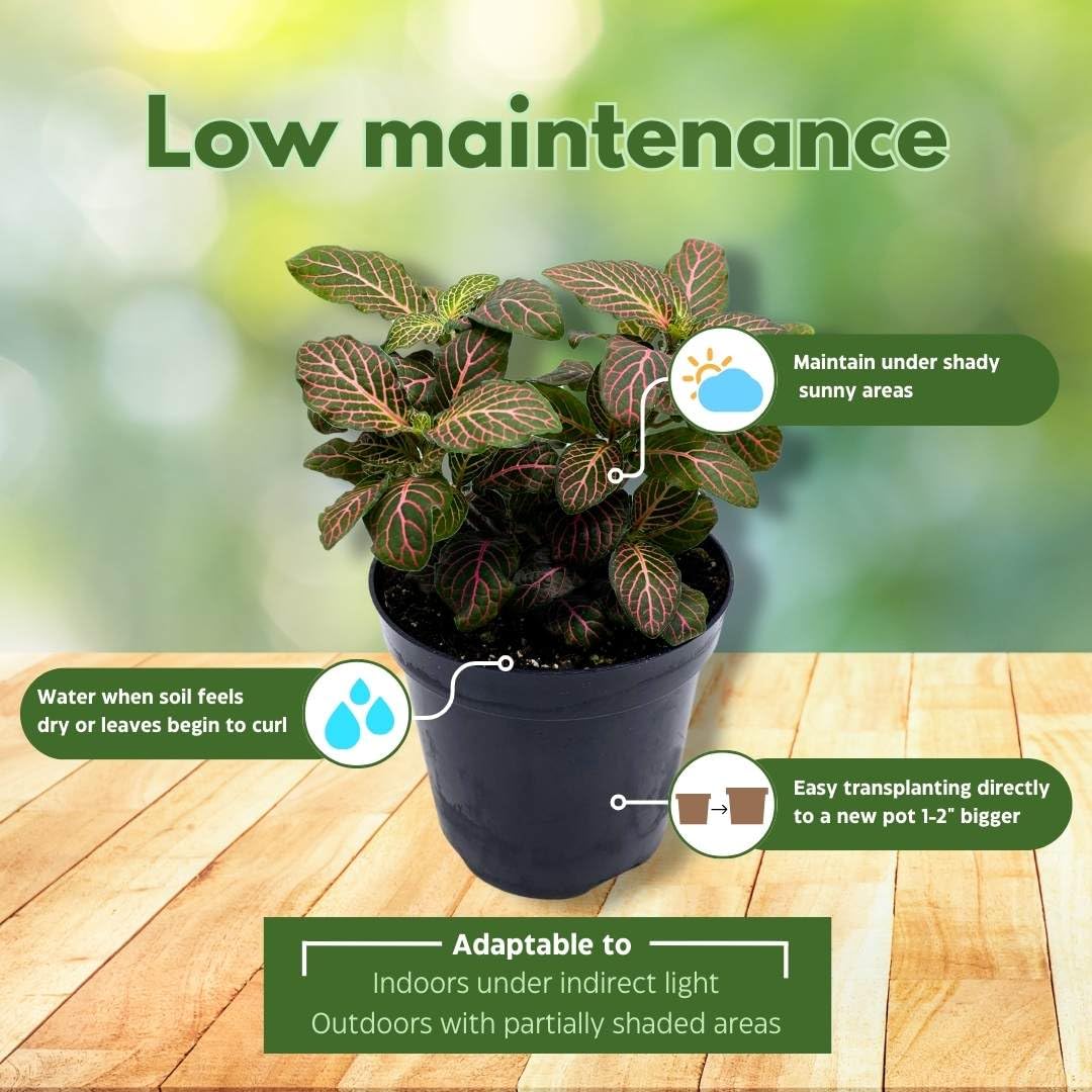 fittonia plant indoor or outdoor BubbleBlooms Pink Crinkle Frankie Fittonia Albivenis Nerve Plant in a – Florida House Plants
