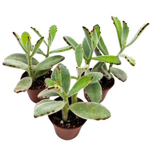 Chocolate Soldier Kalanchoe tomentosa Panda Plant, 2 inch Set of 3, Tiny Mini Pixie