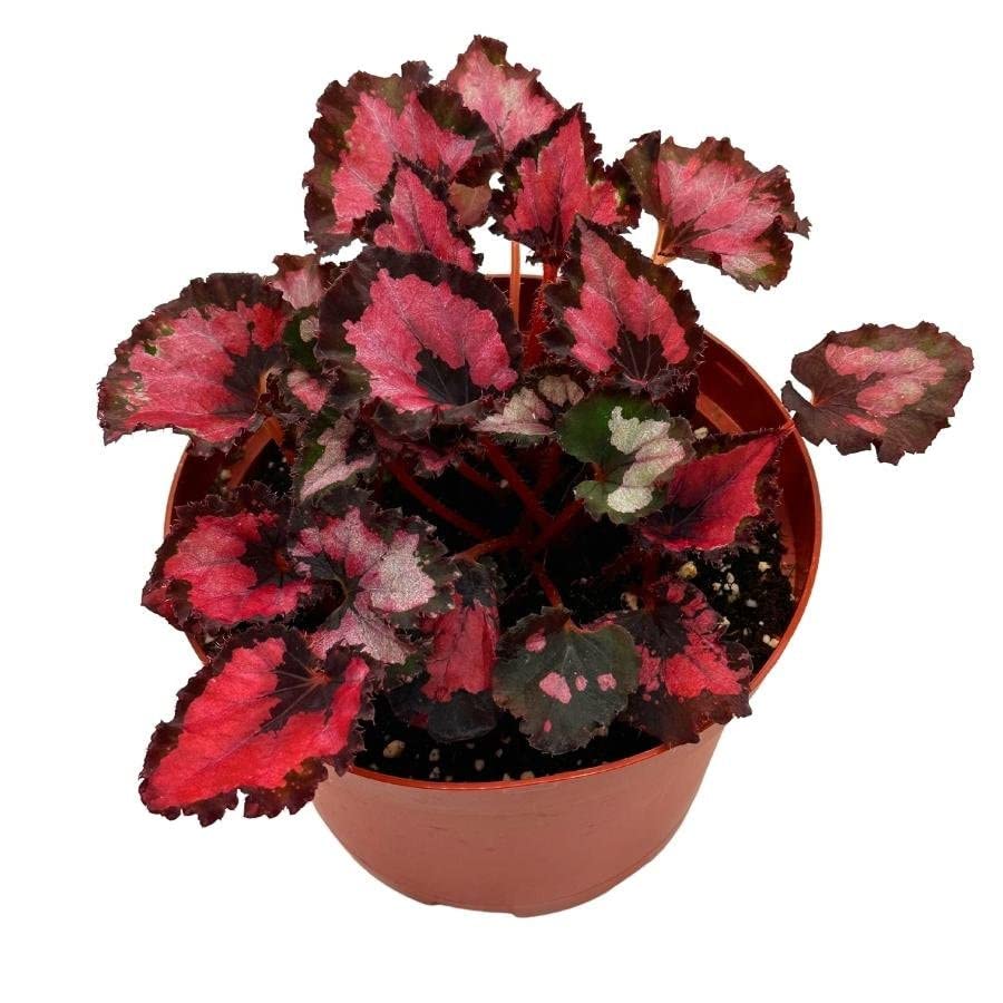 Harmony's Red Robin Begonia, in a 6 inch Pot, Begonia rex