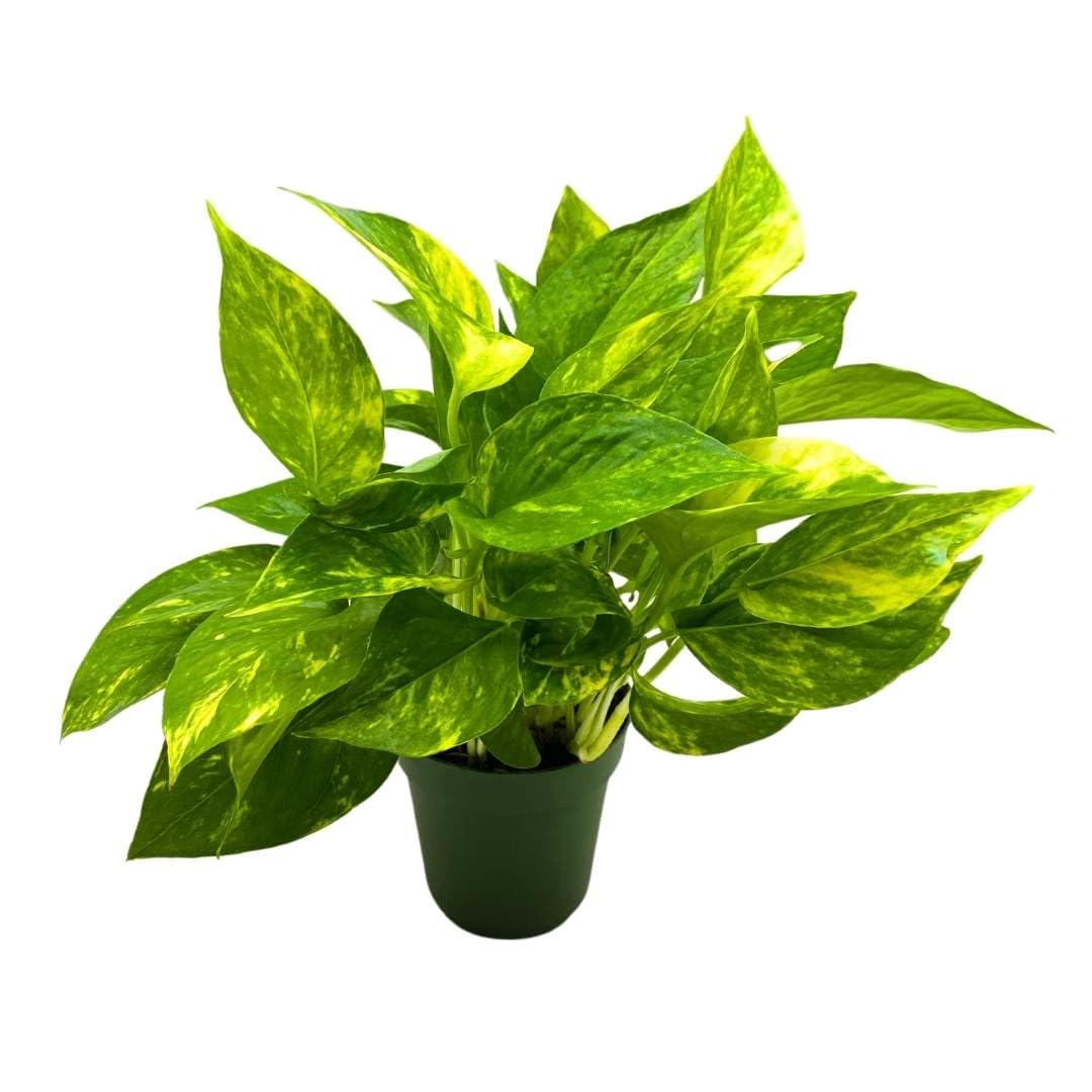 BubbleBlooms Golden Pothos 4 inch Epipremnum aureum