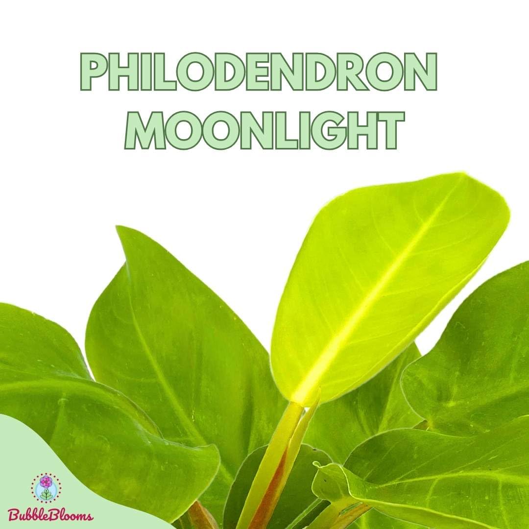 BubbleBlooms Philodendron Moonlight in a 4 inch Pot Philo Moon Light Yellow Hederaceum