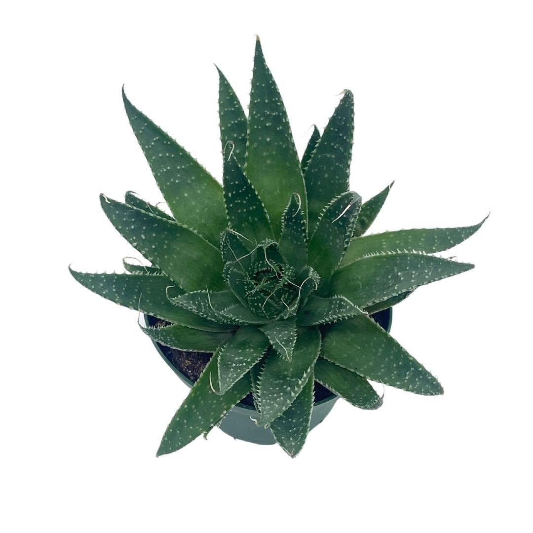 Gasteria Flow Haworthia Variegated Aloe, Tiger Aloe, Aloe Variegata, White Spotted, Polka dot lace Aloe in a 4 inch Pot