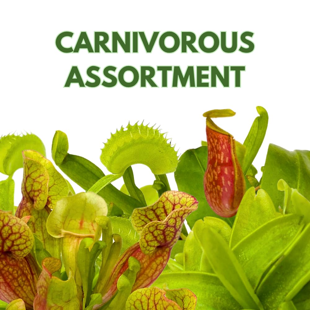 BubbleBlooms Carnivorous Assortment in 3 inch Pots Set of 3