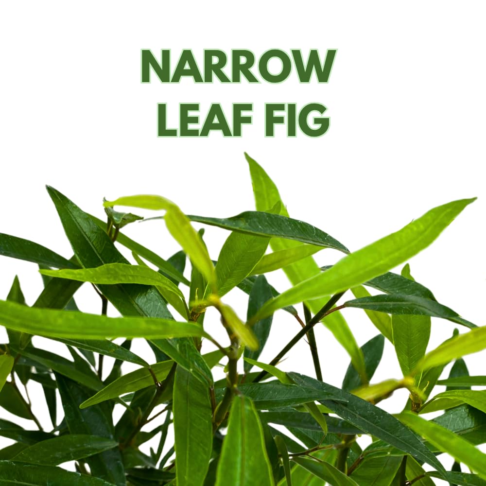 BubbleBlooms Narrow Leaf Fig in a 4 inch Pot