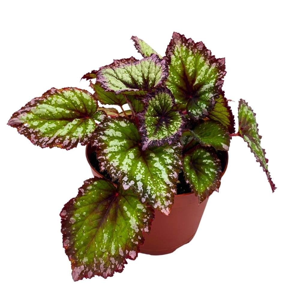 Harmony's Starry Night Begonia Rex Purple Green White Splash